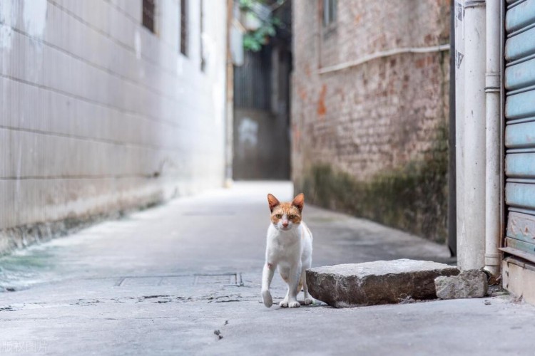 为啥有些猫咪宁愿当野猫也不愿意被人收养