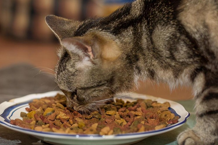 这几种猫粮千万不要选对猫来说是毒药