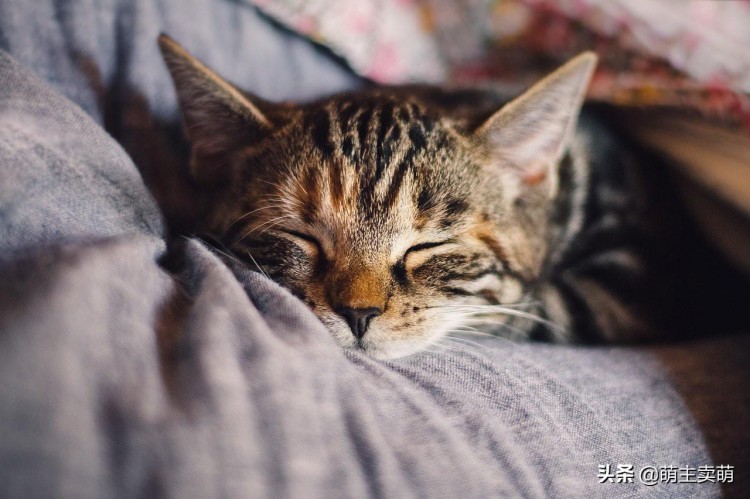 刚养小猫的你，关于宠物猫咪驱虫的那些事你都会了吗？