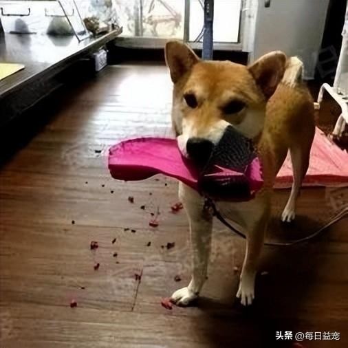 呆萌柴犬爱拆家每天给主人制造惊喜吞过带血的卫生棉