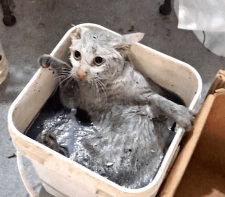 流浪猫被吓跑掉进臭豆腐卤水桶突然呆住网友笑喷：上头了