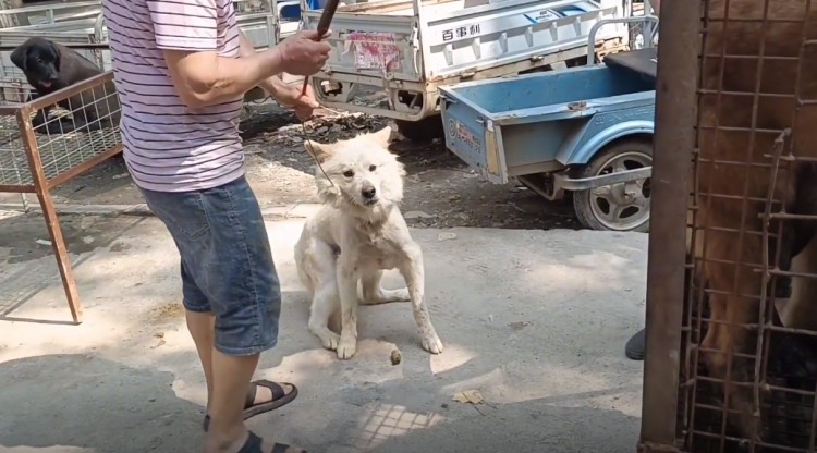 江苏：狗肉车上装满狗场淘汰的宠物狗狗场主：它们已经没价值了