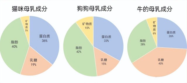 幼猫怎么喂养这里有一份说明