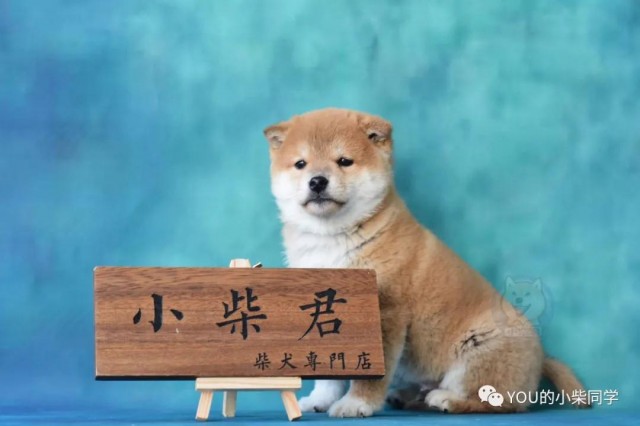 柴犬的价格是多少？哪里可以买到纯种柴犬？