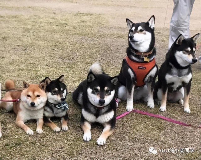 豆柴是柴犬的一种吗？两者的区别是什么？ 豆木价格高吗？