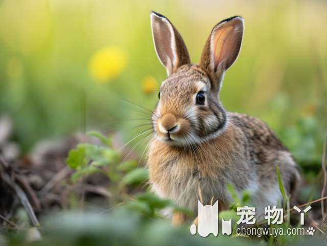 南宁阳光宠物医院：宠物洗澡驱虫，值得信赖的好去处!